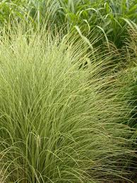 Miscanthus Morning Light Bluestone Perennials Miscanthus Morning Light Morning Light Succulent Landscape Design