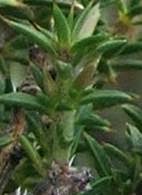 Image result for Muraltia