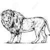 A collection of the top 56 lion black and white wallpapers and backgrounds available for download for free. 3