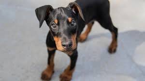 To see the profile pages for a particular doberman simply click on its image, or view the view slideshow. Doberman Puppies For Adoption The Y Guide