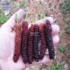 Don't start to propagate a mulberry tree from seeds. Us 0 72 Bellfarm Big Long Mulberry Fruit Tree 50 Seeds Dark Red Edible Organic Fruits E3766 M Deargogo Com