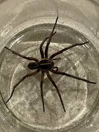 Image result for wolf spider bite skin