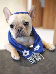 Happy Hanukah From Alfie The French Bulldog Cutest Dog Ever Frenchie Bulldog Pet Holiday