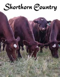 Shorthorn Country