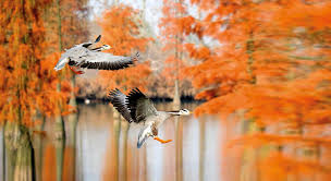 Migration Marathons 7 Unbelievable Bird Journeys Birdlife
