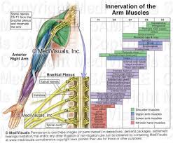 Brachial Plexus Muscle Innervations Physical Therapy Hand