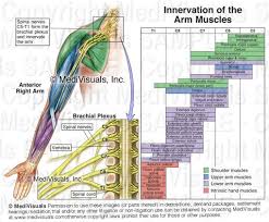 brachial plexus muscle innervations physical therapy hand