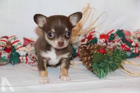 Stockbridge michigan pets and animals 300 $. Chihuahua Puppies Michigan Petsidi