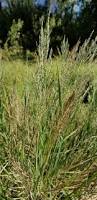 Image result for Leptochloa fusca