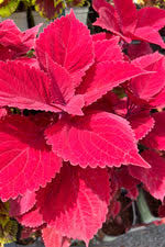Image result for Coleus alpinus