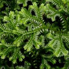 Image result for Selaginella goudotiana