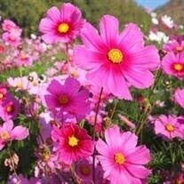 Michelle "Mickey" Marie Chance Obituary March 20, 2024