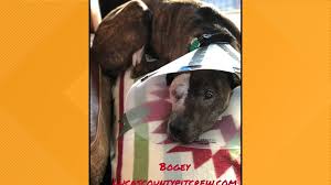 Look at pictures of puppies in toledo who need a home. Severely Abused Dog Bogey Showing Signs Of Improvement After Surgery 5newsonline Com