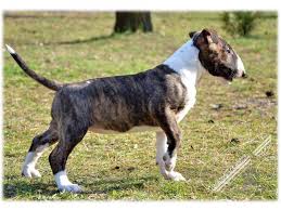 Image result for bulteriér