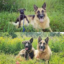 Belgian Malinois Breed Guide Dogbeast Malinois Belgian Malinois Malinois Dog