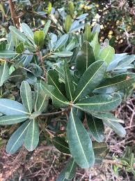 Image result for Manilkara sansibarensis