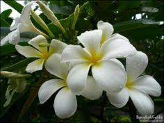 How To Say The Names Of Flowers Flower Names Flowers Learn Thai