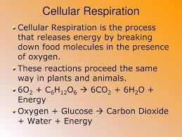 Check spelling or type a new query. Ppt Cellular Respiration Powerpoint Presentation Free Download Id 2975249