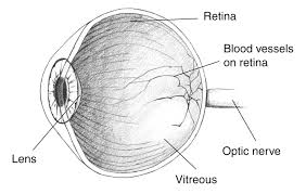 Jun 17, 2021 · the cusps are pushed open to allow blood flow in one direction, and then closed to seal the orifices and prevent the backflow of blood. Eye Cross Section With The Lens Retina Blood Vessels Optic Nerve And Vitreous Labeled Media Asset Niddk