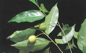 Image result for Putranjivaceae