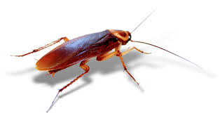 Indiana pest control provides extermination services to homes and businesses in indianapolis, carmel, kokomo & surrounding towns. Pest Control Arab Of Southern Indiana