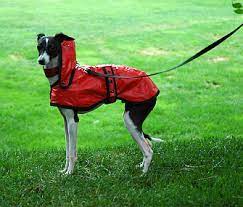 Why Does My Dog Refuse To Go Out When It S Raining