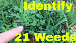 weed identification identify 21 common weeds in lawn