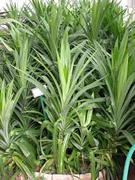 Image result for Pandanus sp. A