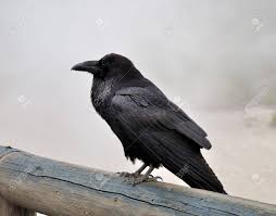 Many species in this enormous genus are difficult to tell apart; Big Black Wild Raven Sitting On A Wood In A Foggy Morning Stock Photo Picture And Royalty Free Image Image 9834483