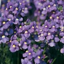 Image result for Nemesia