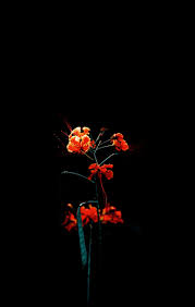 Aplikasi ini adalah aplikasi wallpaper hitam keren untuk smartphone atau tablet anda. Background Wallpaper Hitam 3416x5383 Download Hd Wallpaper Wallpapertip