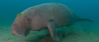 It is one of four living species of the order sirenia, which also includes three species of manatees. Dugong Movements And Habitat Use In Coral Reef Lagoons Argos