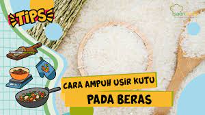 Kutu beras tidak menyukai area yang lembap. Cara Menghilangkan Kutu Beras Dijamin Bersih Bebas Kutu Youtube