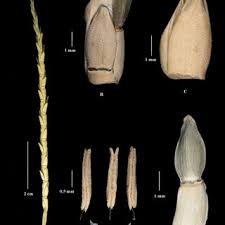 Image result for Phacelurus schliebenii