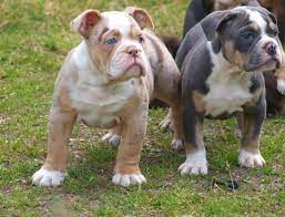 Merle Bulldog Chiots Bouledogues Bouledogues Chiot