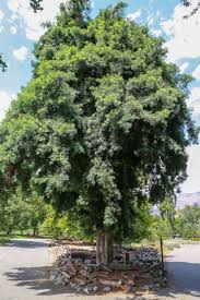 Image result for Afrocarpus