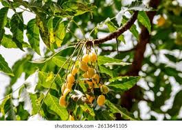 Image result for Azadirachta
