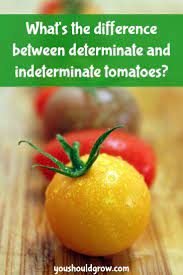 Check spelling or type a new query. Determinate And Indeterminate Tomatoes What Does It Mean Growing Tomatoes Tomato When To Plant Vegetables