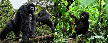 Image result for Brazzeia longipedicellata