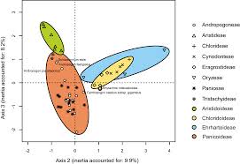 Image result for Sporobolus pectinellus