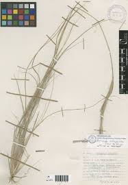 Image result for Aristida recta