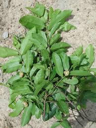 Image result for Uvaria schweinfurthii