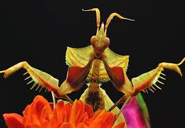 An assassin bug thriller (assassin bug thrillers) without we recognize teach the one who looking at it become critical in. Best And Beautiful Bugs That Actually Help Your Garden Grow Better Farm