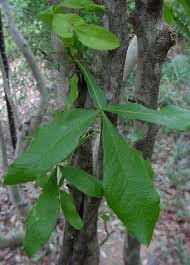 Image result for Vepris grandifolia