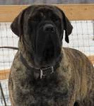 English Mastiff Puppies For Sale - Mastiff Puppies ...