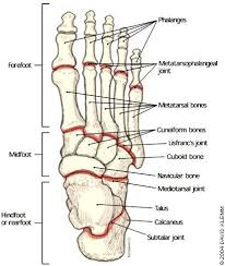 Foot Bone Anatomy On Healthfavo Com Health Medicine And