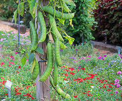 Image result for Canavalia ensiformis