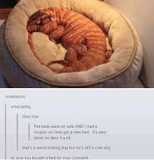 It S Nice You Bought A Bed For Your Croissant Lol Never Not Funny Funny Animals Cute Funny Animals