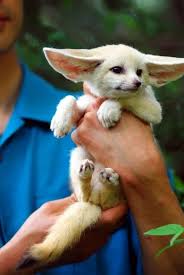 Full Grown Fennec Fox They Stay Really Small And You Can Own Them As A Pet Cute Baby Animals Cute Animals Animals Beautiful