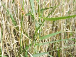 Image result for Barleria rigida